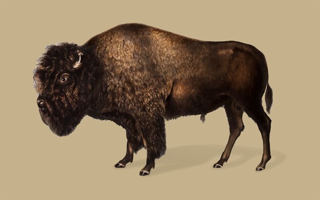 Ilustracja American Bison