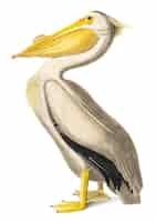 Bezpłatny wektor ilustracja amerykański biały pelikan