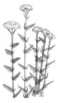 Ilustracja Botaniczna Kwiat Krwawnika. Ręcznie Rysowane Roślina Achillea Na Białym Tle Premium Wektorów