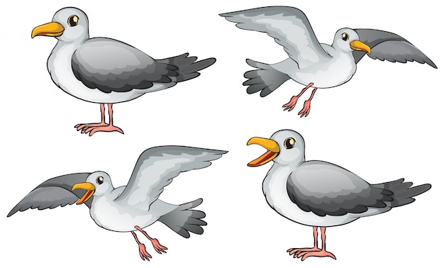 Bezpłatny wektor ilustracja czterech ptaków na białym tle