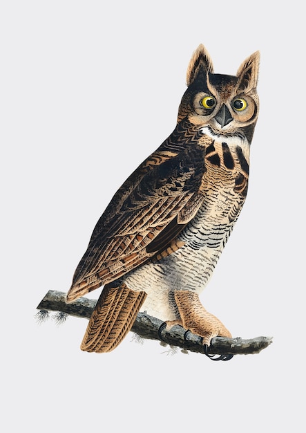 Ilustracja Great Horned Owl