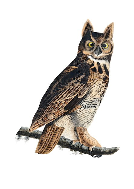 Ilustracja Great Horned Owl