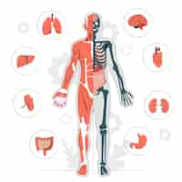 Bezpłatny wektor ilustracja koncepcja anatomii ciała