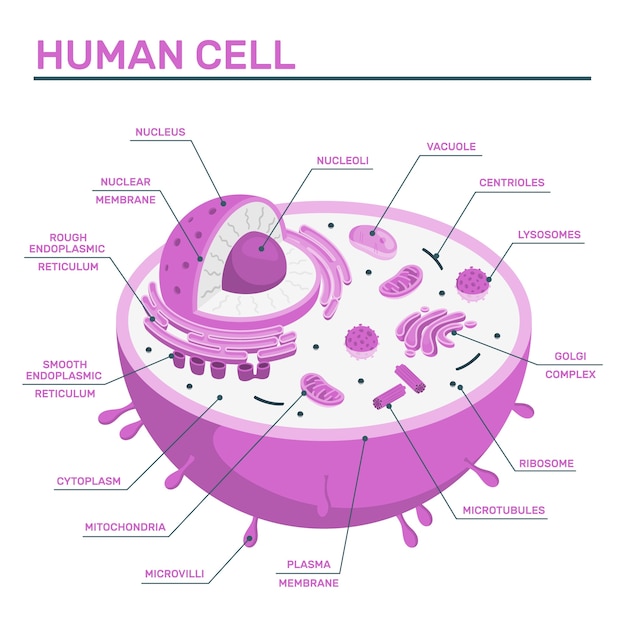 Bezpłatny wektor ilustracja koncepcja komórki ludzkiej