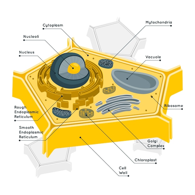 Bezpłatny wektor ilustracja koncepcja komórki roślinnej