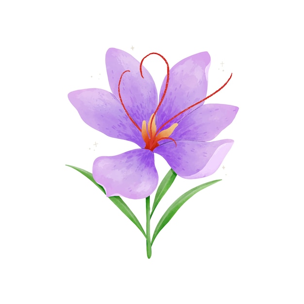 Ilustracja kwiat szafranu akwarela