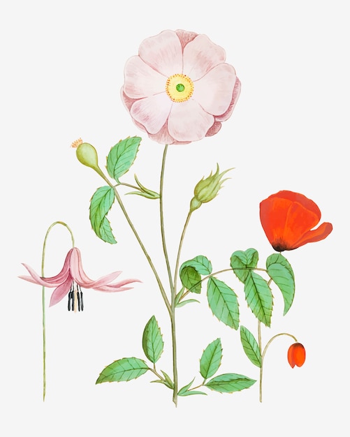 Ilustracja kwiatów vintage