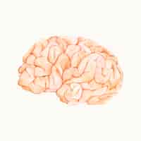 Bezpłatny wektor ilustracja ludzkiego mózgu