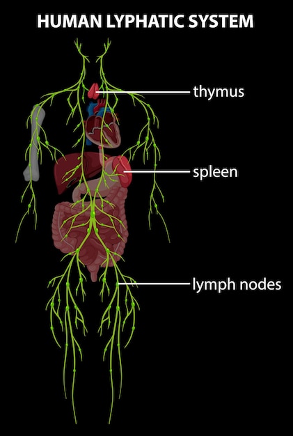 Bezpłatny wektor ilustracja ludzkiego układu limfatycznego