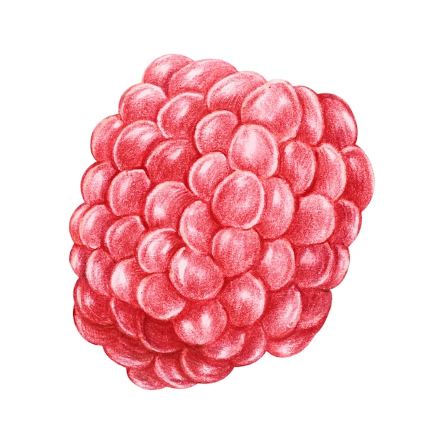 Ilustracja owoców w stylu przypominającym akwarele