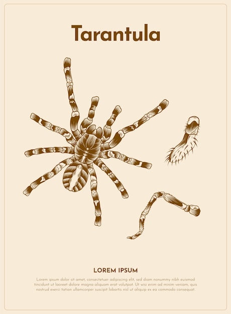 Bezpłatny wektor ilustracja retro zwierząt tarantuli