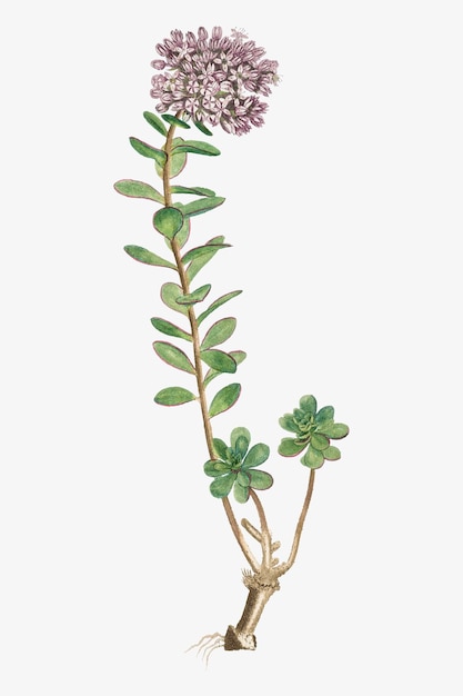 Ilustracja Vintage Sedum Anacampseros (odnowiciel Loce)