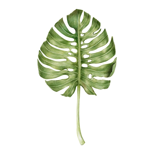 Ilustracja zielony liść akwareli styl