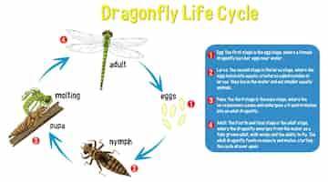 Bezpłatny wektor infografika cyklu życia ważki