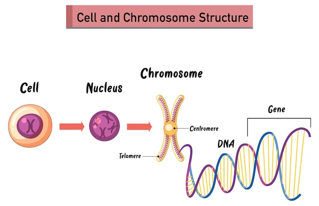 Bezpłatny wektor infografika struktury komórki i chromosomu