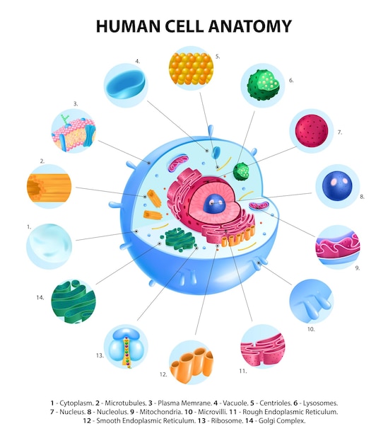 Bezpłatny wektor infografiki anatomii komórki