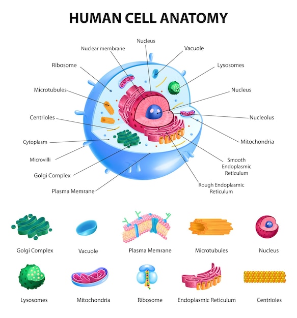 Bezpłatny wektor infografiki anatomii ludzkiej komórki z realistycznym wykresem edukacyjnym i oznaczonymi częściami na białym tle ilustracji wektorowych