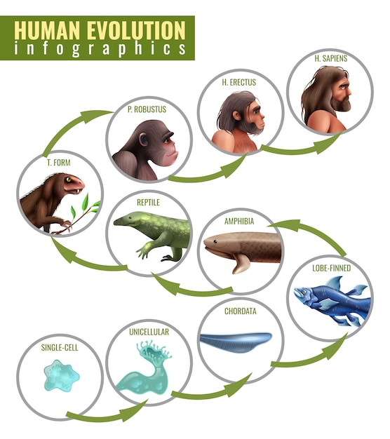 Bezpłatny wektor infografiki ewolucji człowieka