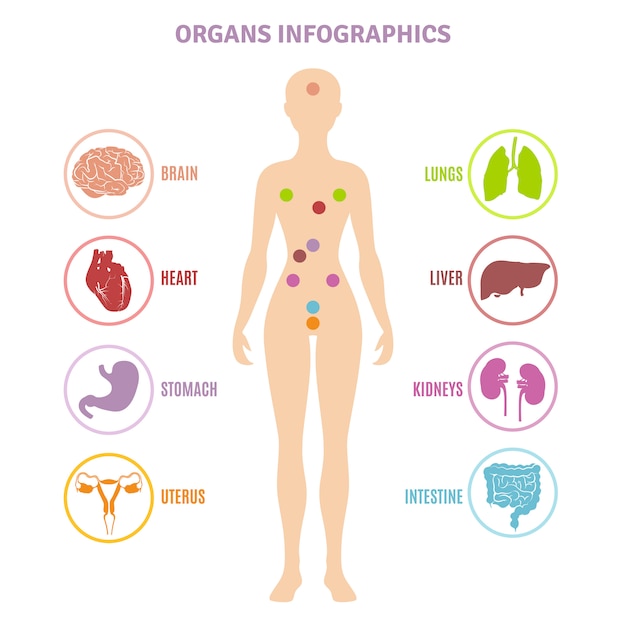Bezpłatny wektor infografiki ludzkiego anatomii narządów