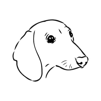 Jamnik pies ręcznie rysowane ilustracji wektorowych jamnik pies wektor