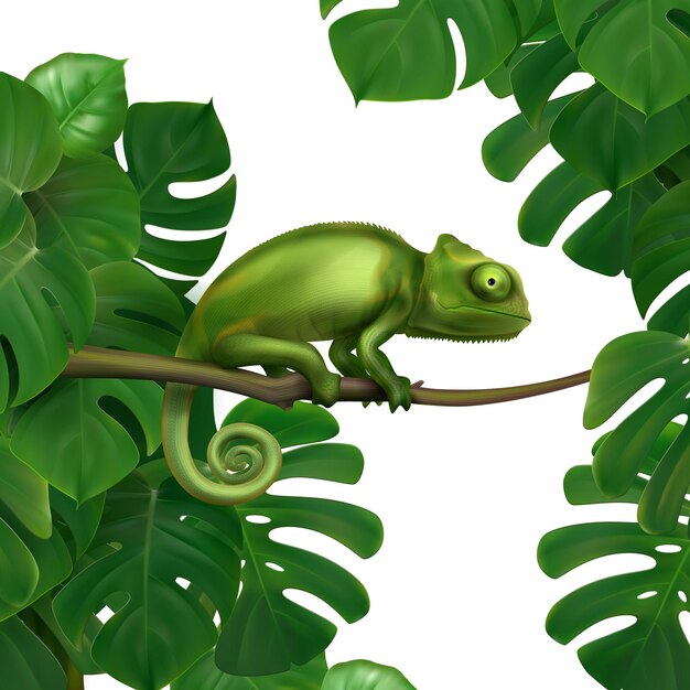 Jaszczurka kameleon zielony w tropikalnym lesie deszczowym