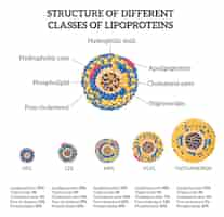 Bezpłatny wektor klasy cholesterolu lipoprotein realistyczny zestaw z symbolami muszli i hdl na białym tle ilustracji wektorowych