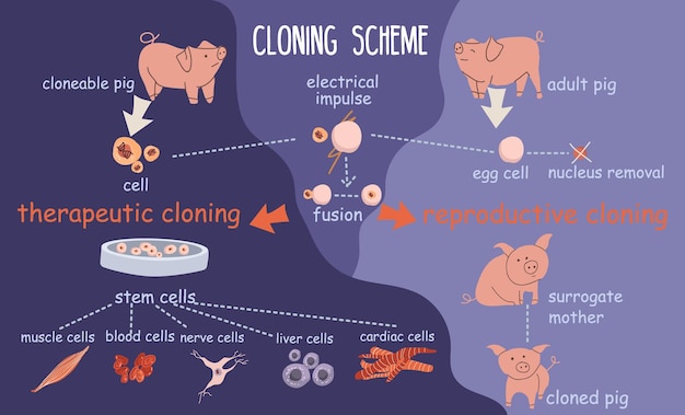 Bezpłatny wektor klonowanie genetyki płaska kompozycja infograficzna ze schematem blokowym ikon komórek krwi świń i ilustracji wektorowych podpisów tekstowych