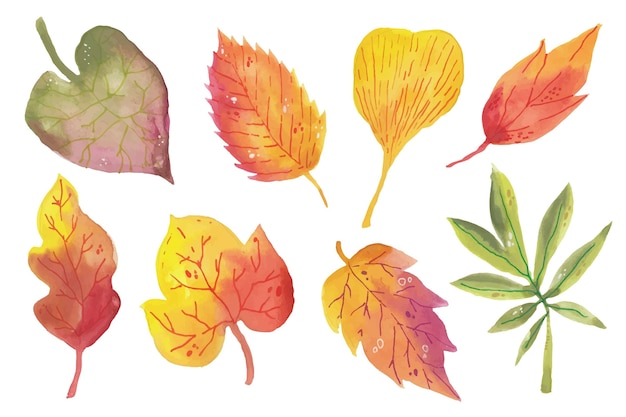Kolekcja akwarela jesiennych liści