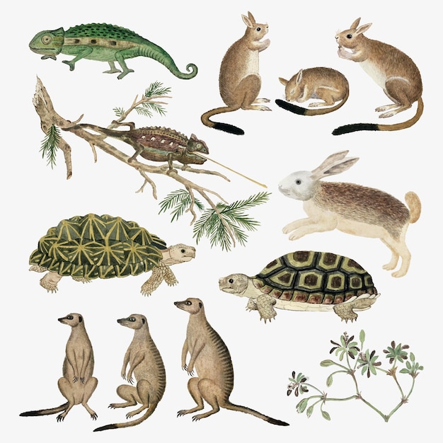 Kolekcja antycznych akwareli wektorowych zwierząt, zremiksowana z dzieł Roberta Jacoba Gordona
