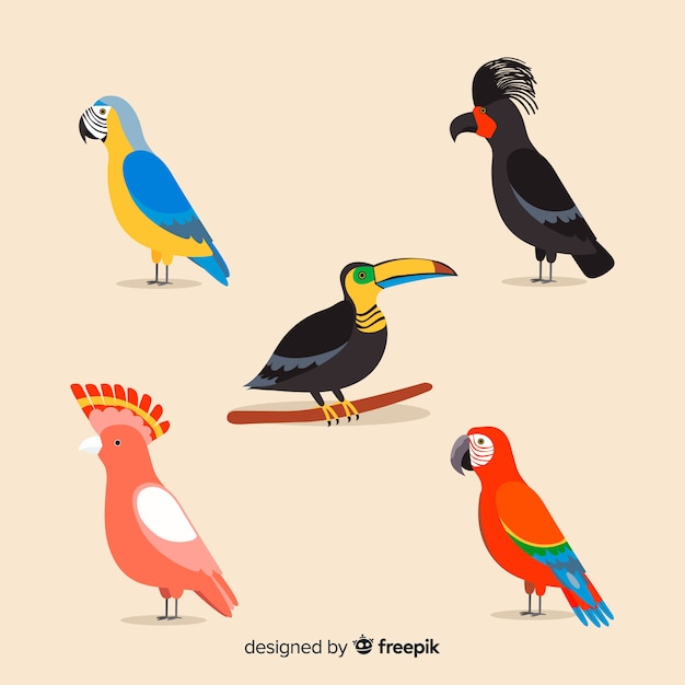 Bezpłatny wektor kolekcja egzotycznych dzikich ptaków tropikalnych