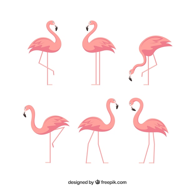 Kolekcja flamingów o różnych pozycjach w stylu płaskiej