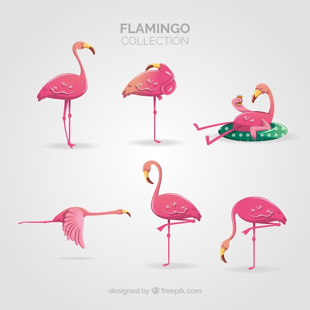 Kolekcja Flamingów O Różnych Pozycjach W Stylu Płaskiej