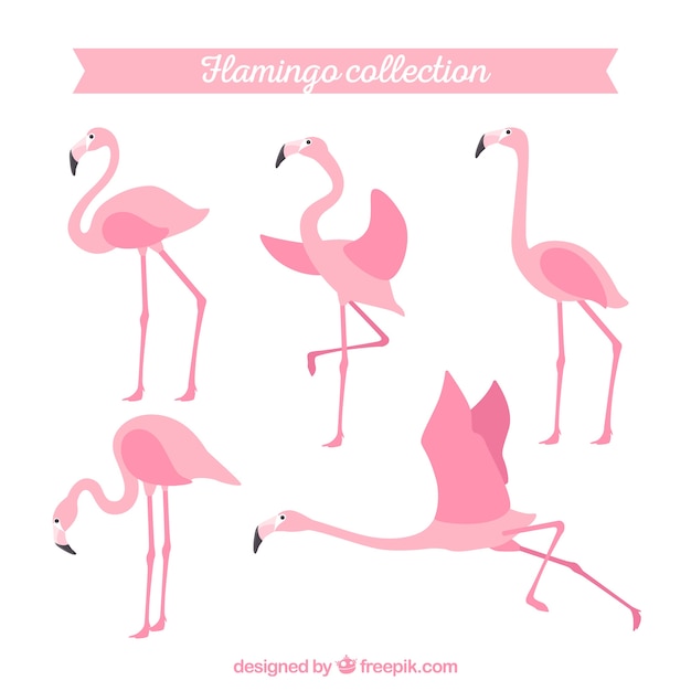 Bezpłatny wektor kolekcja flamingów o różnych pozycjach w stylu płaskiej