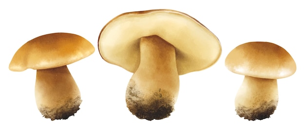 Kolekcja ilustracji grzybów w stylu akwareli