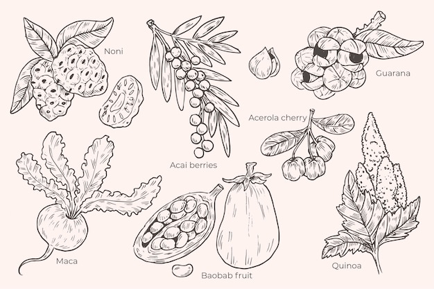 Kolekcja koncepcji superfood