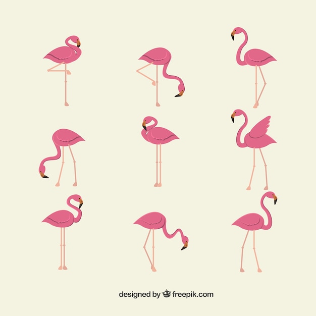 Kolekcja Płaskich Flamingów W Różnych Pozach