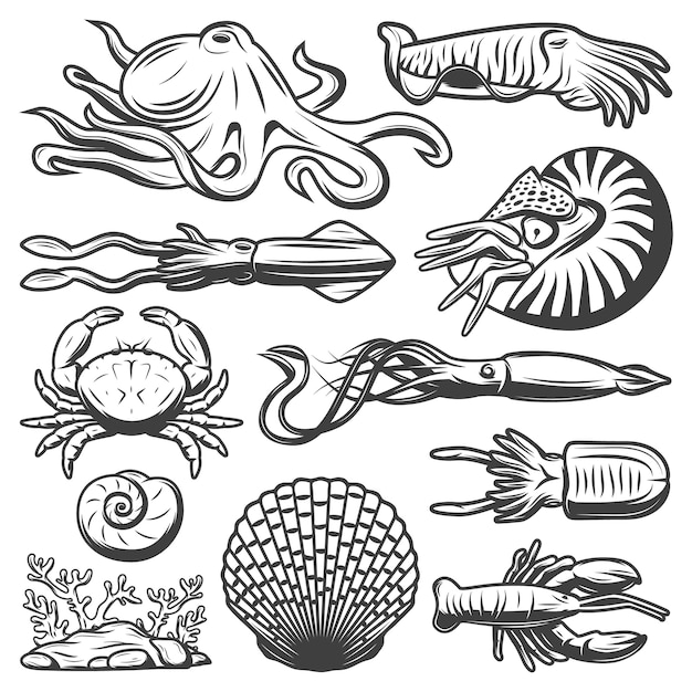 Bezpłatny wektor kolekcja rocznika życia morskiego z ośmiornicą krewetki kalmary mątwy krab homar wodorosty krewetki muszle na białym tle