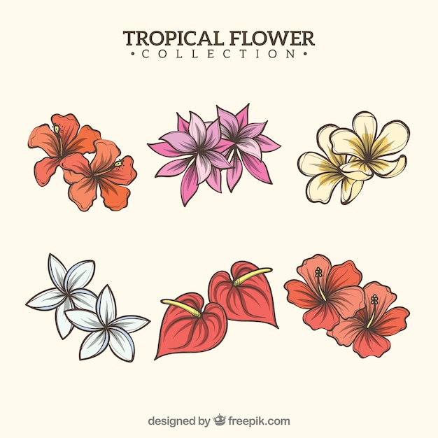 Kolekcja tropikalnych kwiatów w ciepłych kolorach