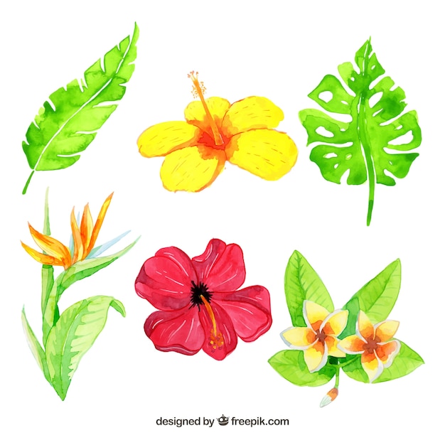 Kolekcja tropikalnych kwiatów w jasnych kolorach w stylu przypominającym akwarele