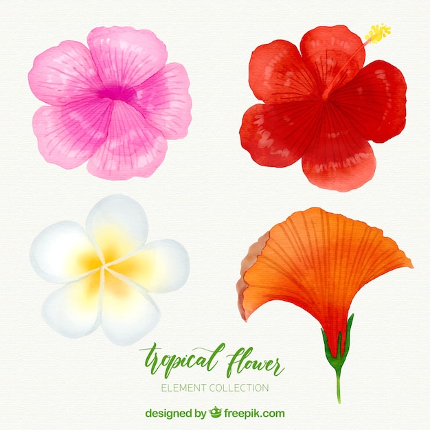 Bezpłatny wektor kolekcja tropikalnych kwiatów w stylu przypominającym akwarele