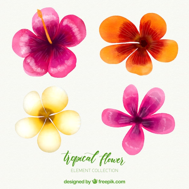 Kolekcja tropikalnych kwiatów z kolorowych akwarela
