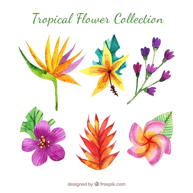 Bezpłatny wektor kolekcja tropikalnych kwiatów