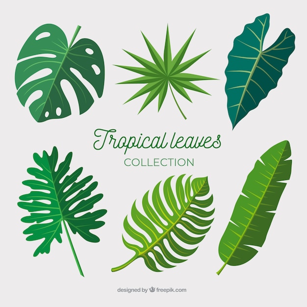 Kolekcja tropikalnych liści w płaskiej konstrukcji