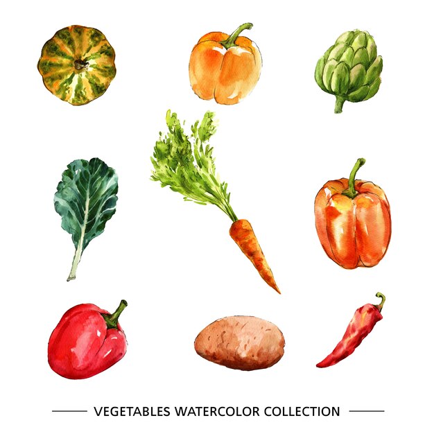 Kolekcja warzyw na białym tle akwarela