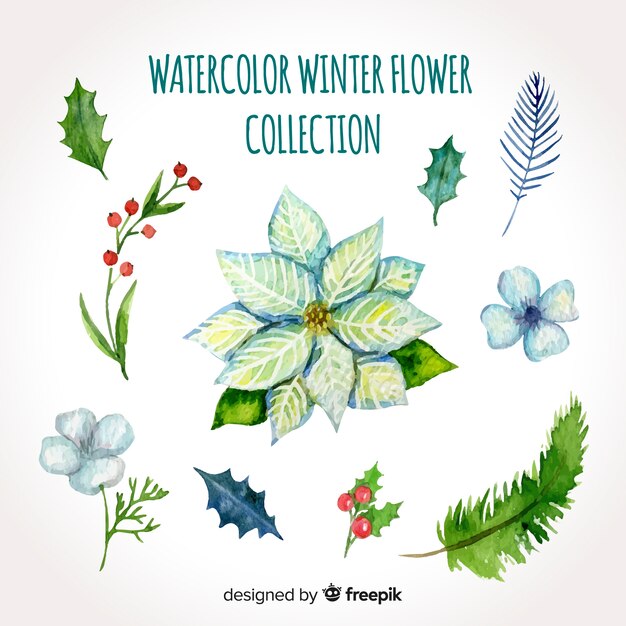 Kolekcja zimowych kwiatów akwarela