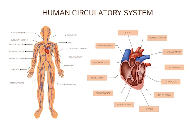Kolorowa infografika układów narządów ludzkiego ciała