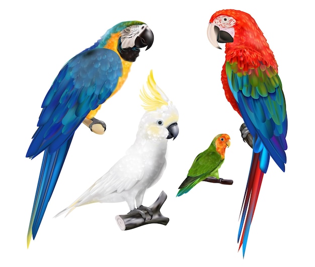 Bezpłatny wektor kolorowa kolekcja różnych ras papug, tak jak kakadu i ara realistyczny zestaw ilustracji wektorowych na białym tle