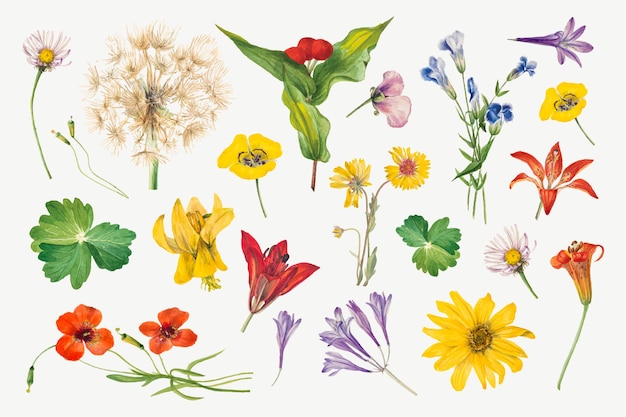 Kolorowy, kwitnący kwiatowy zestaw ilustracji, zremiksowany z dzieł Mary Vaux Walcott
