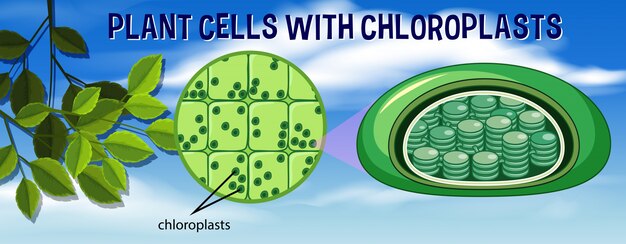 Chloroplast | Premium Wektor