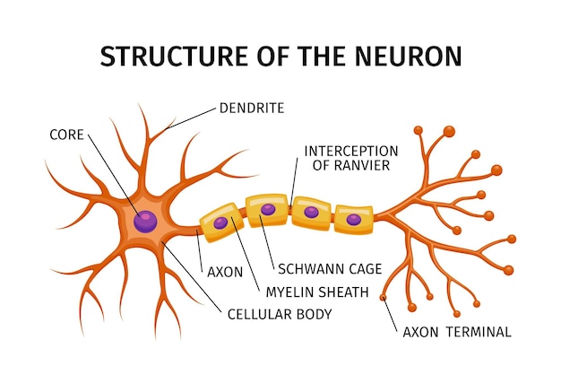 Bezpłatny wektor kompozycja anatomii neuronów z edukacyjną strukturą komórki mózgowej z kolorowymi elementami i edytowalnymi podpisami tekstowymi ilustracji wektorowych